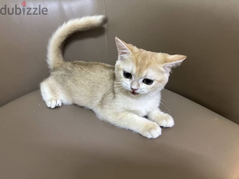 Gold british shorthair urgent sell 3