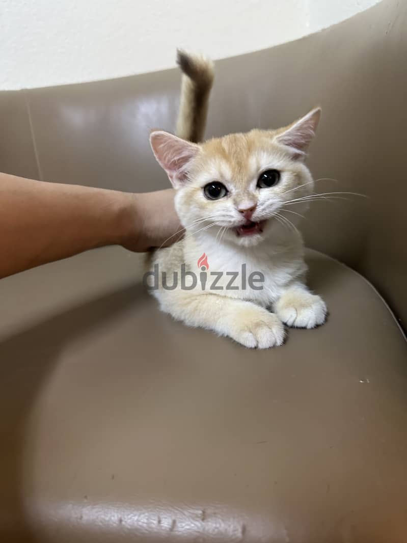 Gold british shorthair urgent sell 4