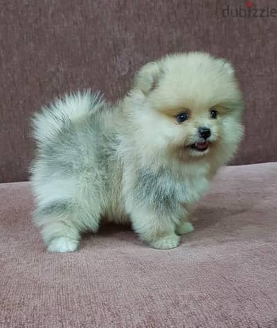 Pomer,anian puppy for sale. WhatsApp me +14847189164‬