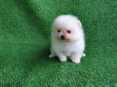 Pomer,anian puppy for sale . .