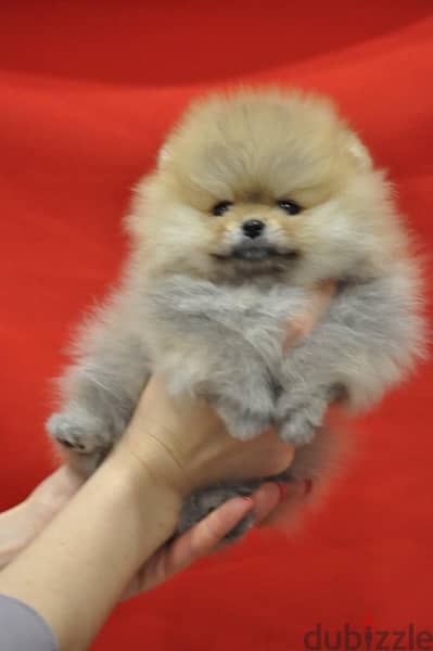 Pomera,nian puppy for sale 1