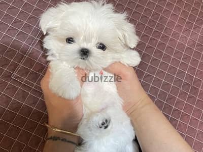 Malt,ese puppy for sale. WhatsApp me ‪+19087684279‬