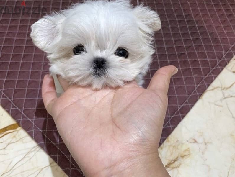 Malt,ese puppy for sale. WhatsApp me ‪+19087684279‬ 1