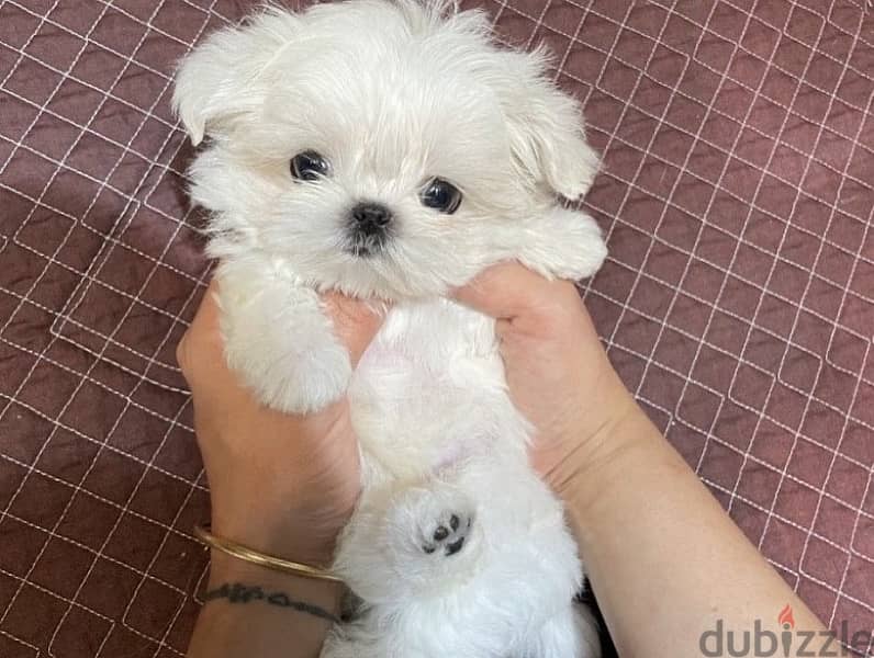 Malt,ese puppy for sale. WhatsApp me ‪+19087684279‬ 2