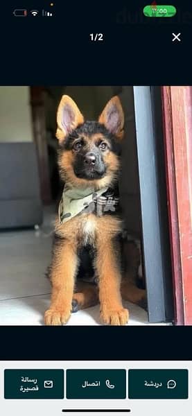 G-shepherd puppy for sale . . WhatsApp ‪ ‪+1,(484) 718,‑,9164‬