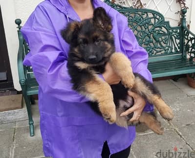 G-shepherd puppy for sale . . WhatsApp me +14847189164‬