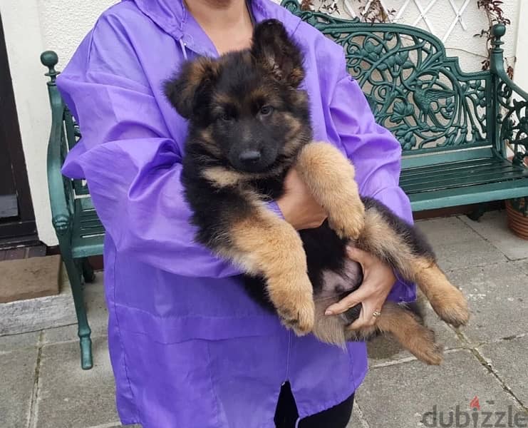 G-shepherd puppy for sale . . WhatsApp me +14847189164‬ 0