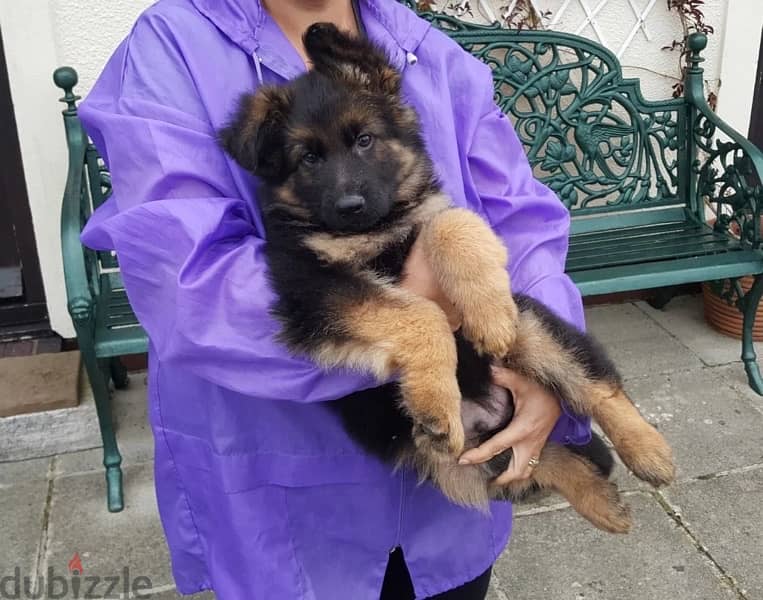 G-shepherd puppy for sale . . WhatsApp me +14847189164‬ 1