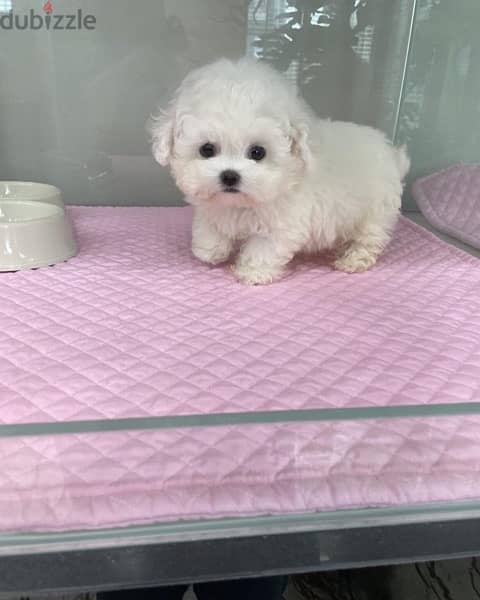 Mal,tese puppy for sale . . WhatsApp me +14847189164‬ 0