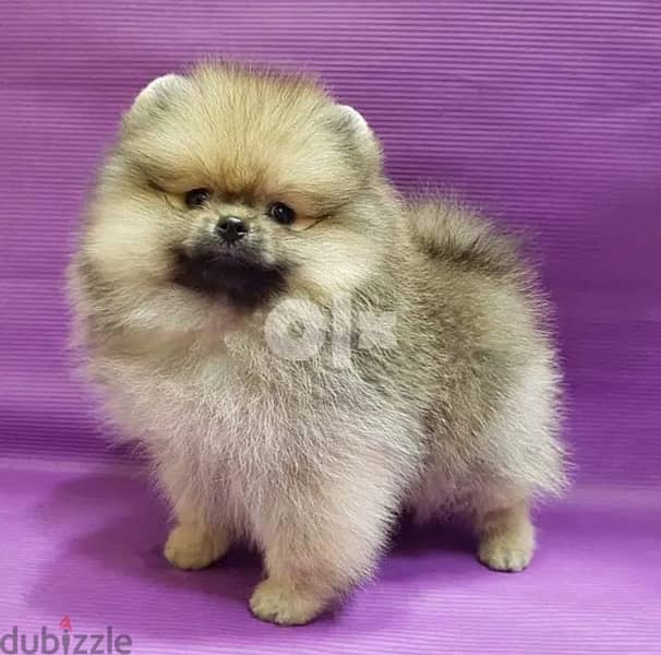 Trained Pomera,nian puppy for sale 1