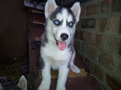 Husky puppy for sale .