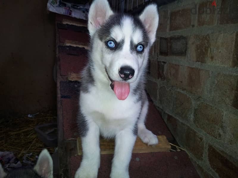 Husky puppy for sale . 0