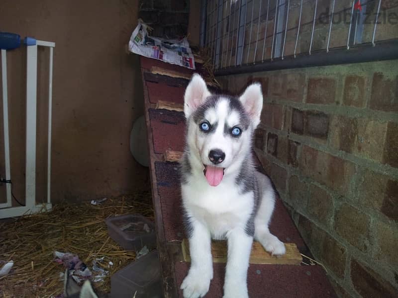 Husky puppy for sale . 1