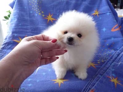 White Pomer,anian puppy for sale .