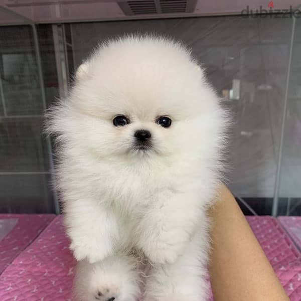 Female Pomer,anian puppy for sale . . 2