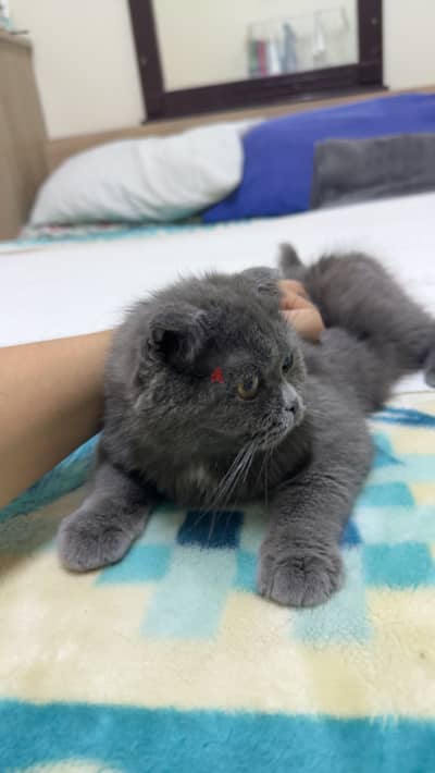 Scottish fold male urgent sell