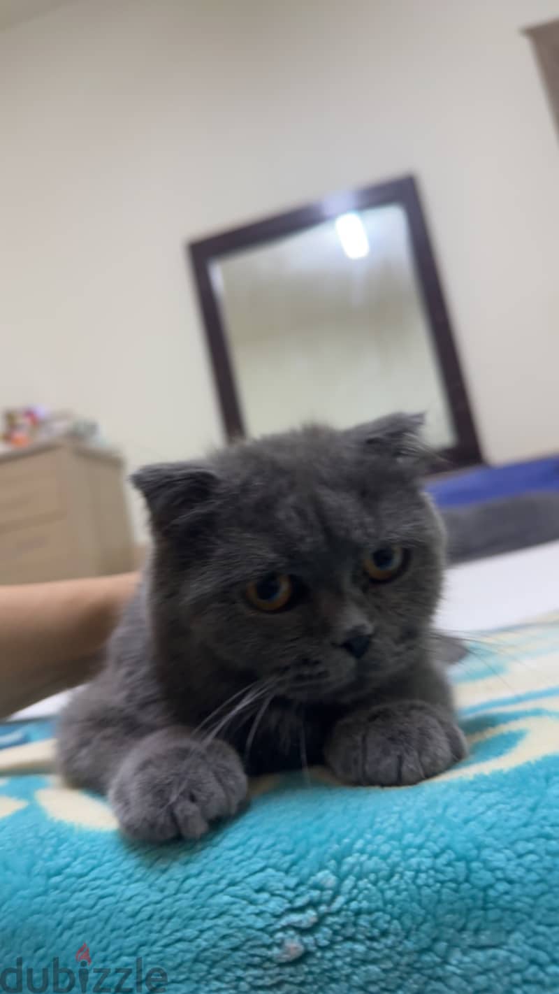 Scottish fold male urgent sell 1