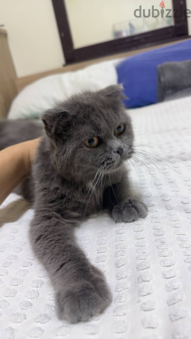 Scottish fold male urgent sell 2