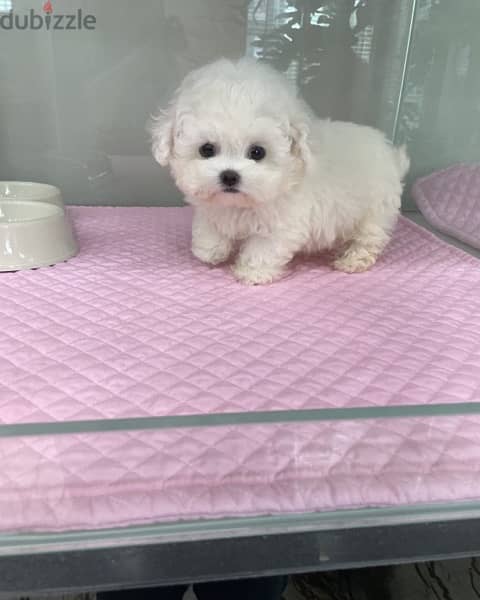 White Poodle  puppy for sale. . 0