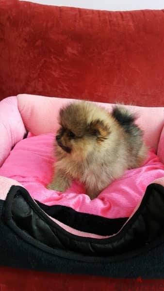 Cream Pom puppy for sale. .   WhatsApp me +1 (908) 768‑4279 0