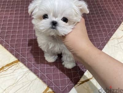 Maltese puooy for sale . .