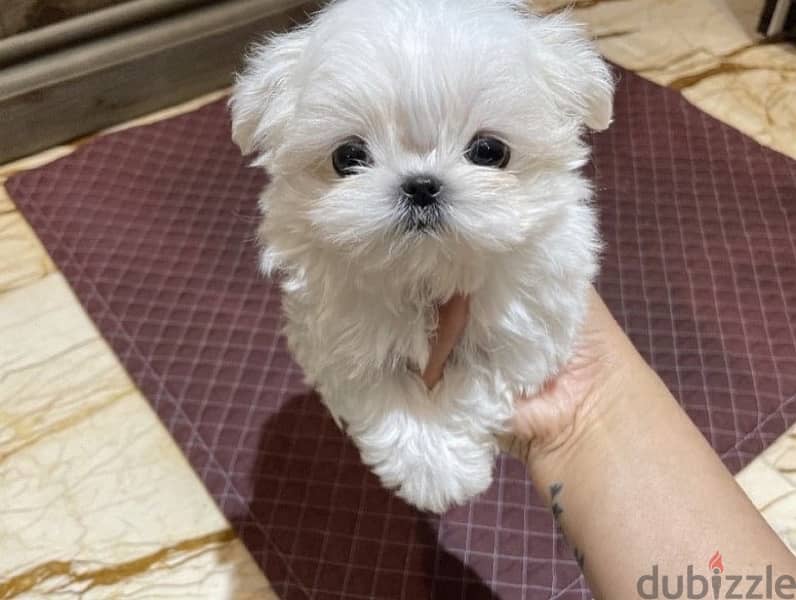 Maltese puooy for sale . . 1