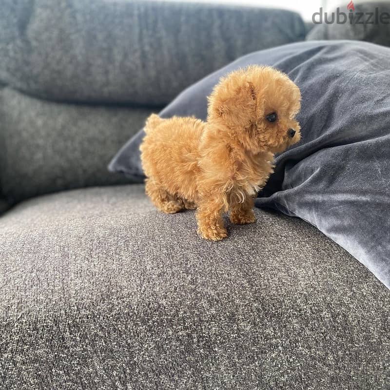 Teacup Poodle 1