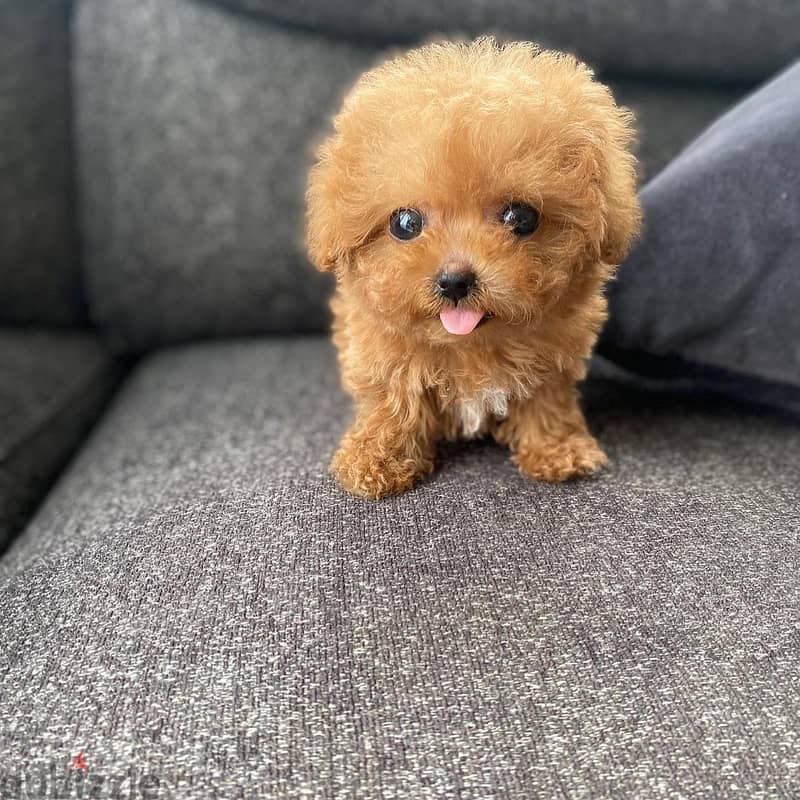 Teacup Poodle 2