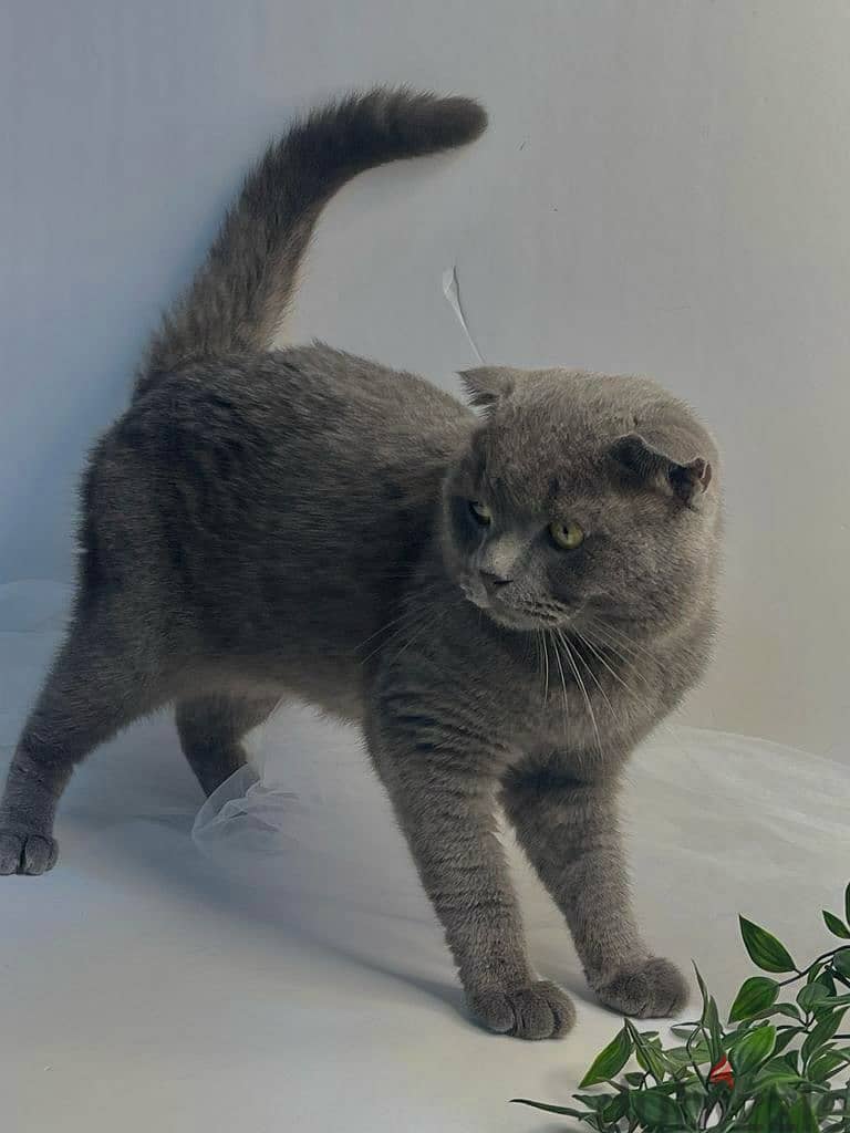 Scottish fold male urgent sale 0