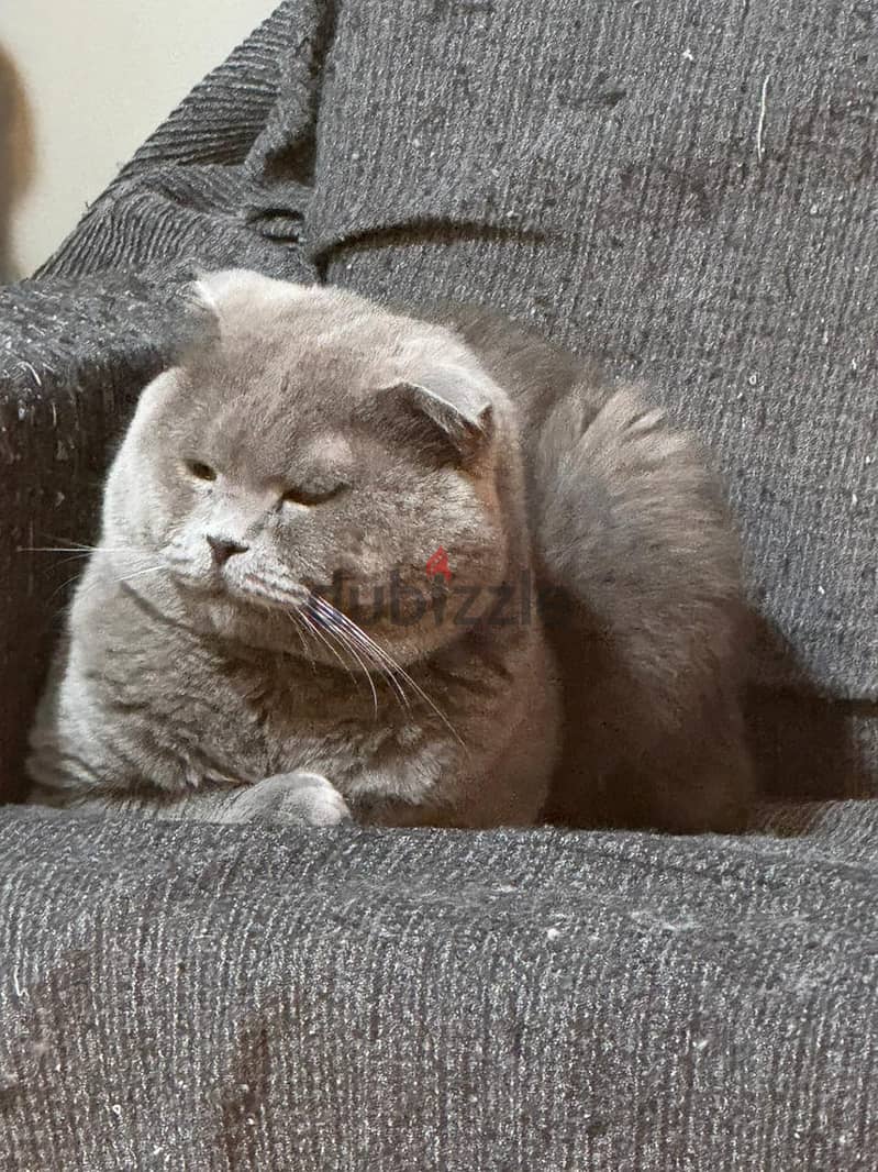 Scottish fold male urgent sale 1