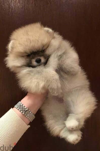 Pomerm,anian puppy for sale . WhatsApp me +14847189164‬ 0