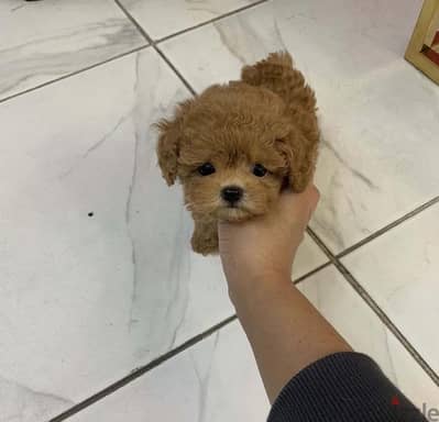 Poodle puppy for sale