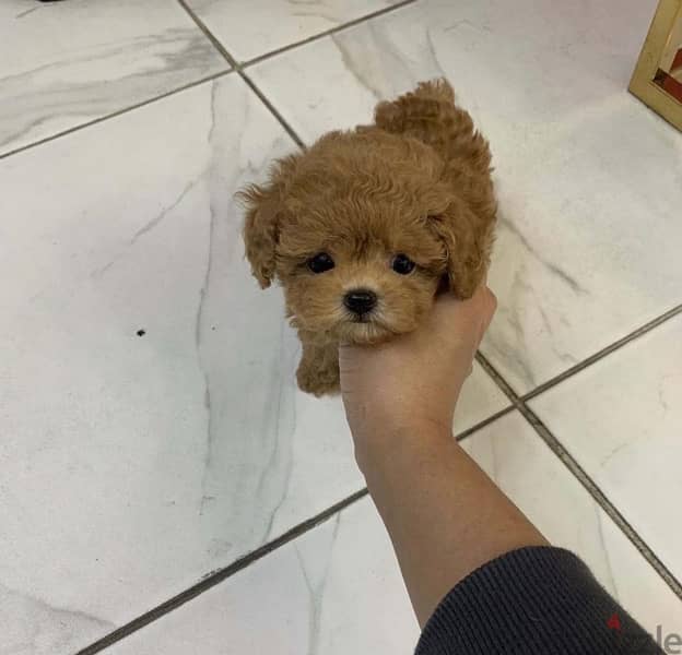 Poodle puppy for sale 0