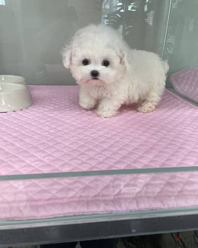 white Poodle  puppy for sale . .