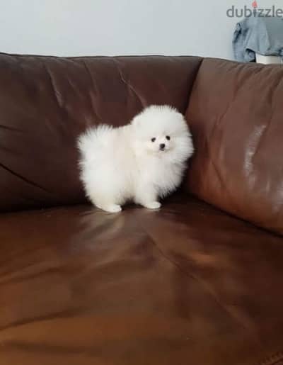 Trained Pomer,anian for sale . WhatsApp:‪ +1(484),718‑,9164‬