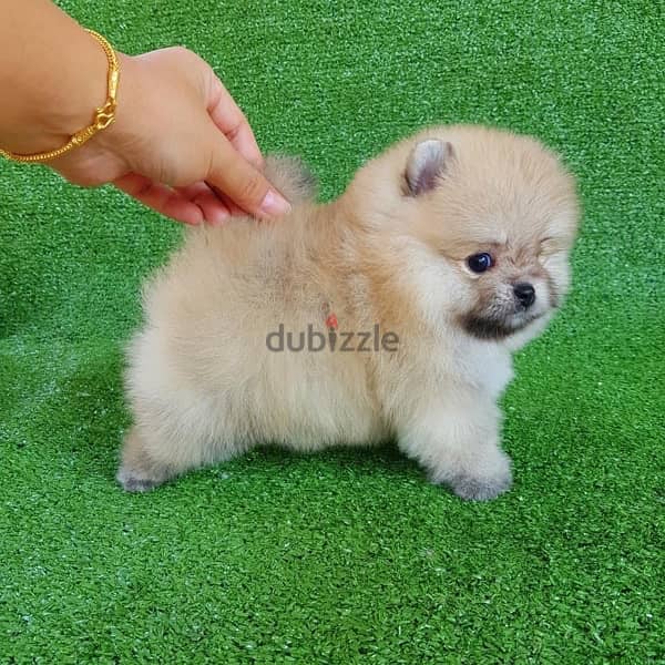 Trained Pomer,anian puppy for sale 0