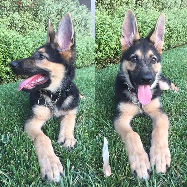 G-shepherd puppy for sale . 0