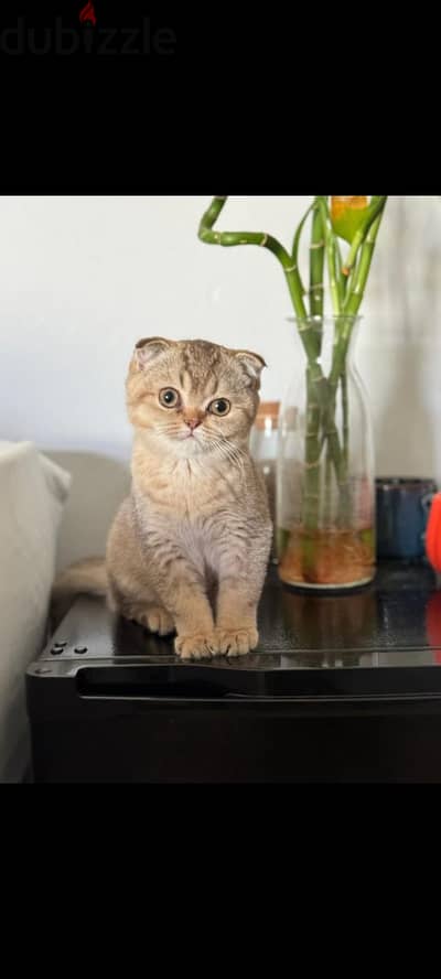 Scottish fold kotten urgent sell