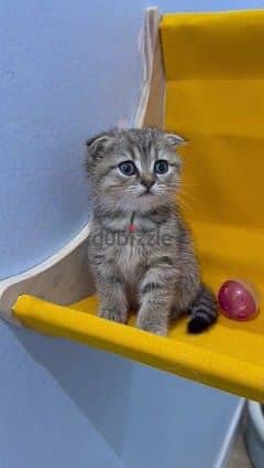 Scottish fold kotten urgent sell 1