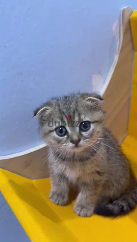 Scottish fold kotten urgent sell 3