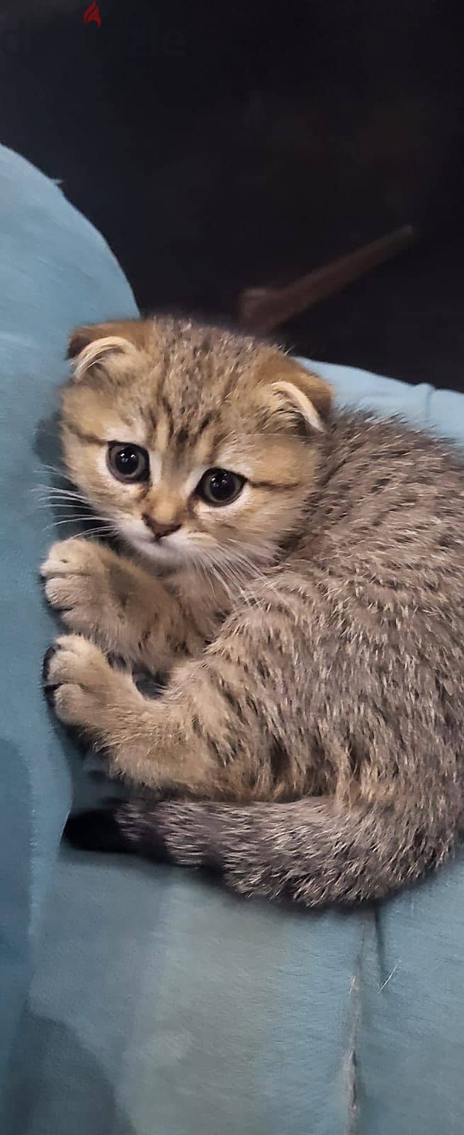 Scottish fold kotten urgent sell 4