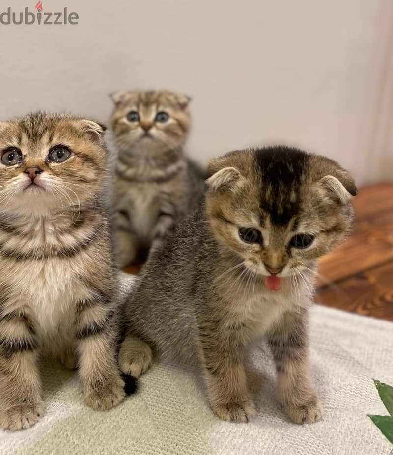 Scottish fold kotten urgent sell 6