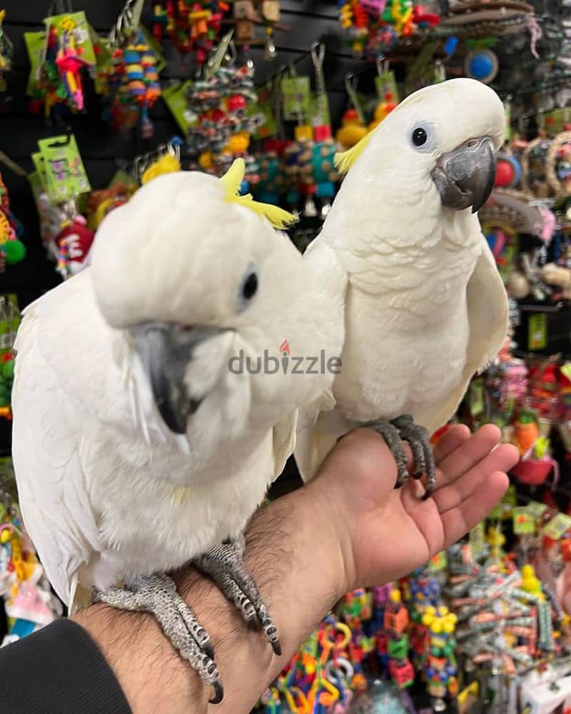 Whatsapp Me +966588993320 Umbrella Cockatoos 1