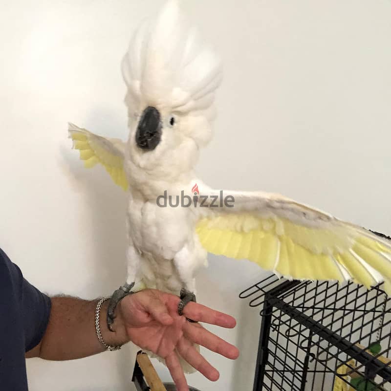 Whatsapp Me +966588993320 Umbrella Cockatoos 2