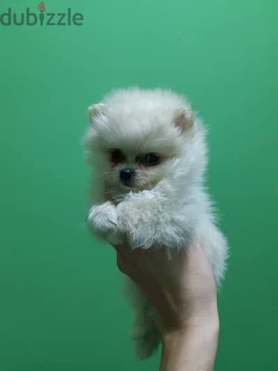 Pomer,anian puppy for sale.