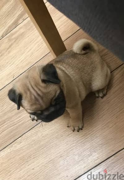 Male Pu,g puppy for sale