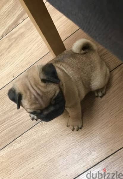 Male Pu,g puppy for sale 0