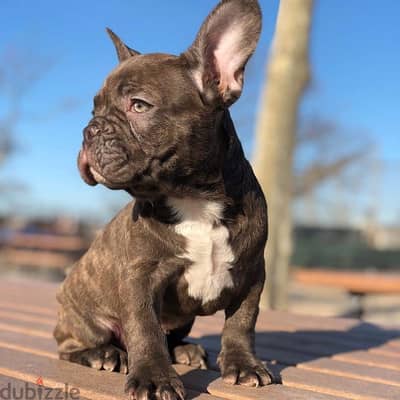 Male French Bulldog  Puppy for sale