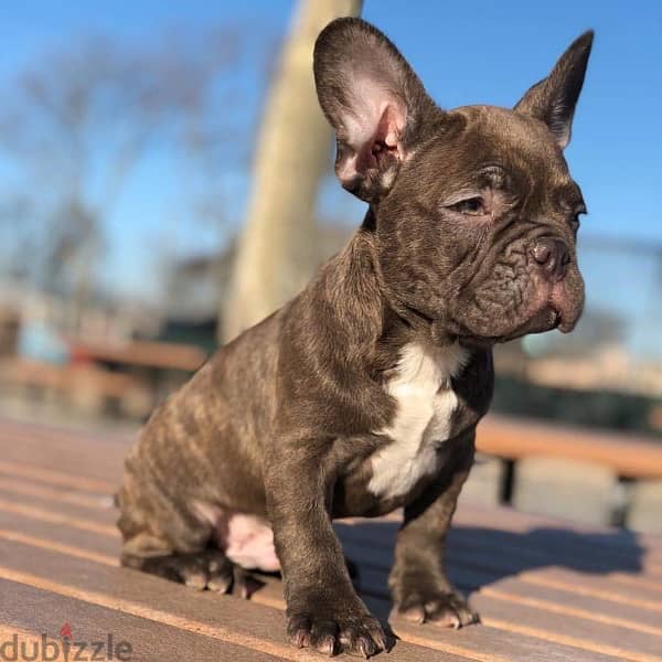 Male French Bulldog  Puppy for sale 1