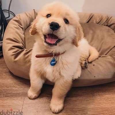 Golden Retriever for sale. . WhatsApp me ‪+19087684279‬